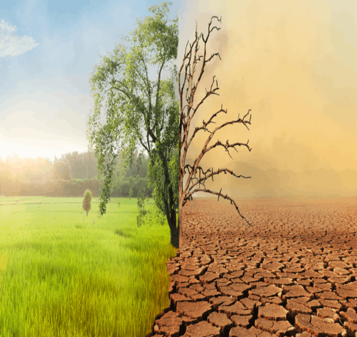 Split image showing lush green landscape contrasted with cracked drought-stricken earth — depicting the urgency of climate change